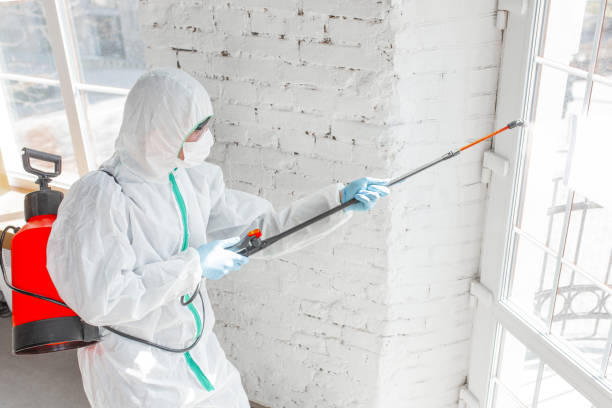 Environmental Consulting for Mold Prevention in Villa Rica, GA